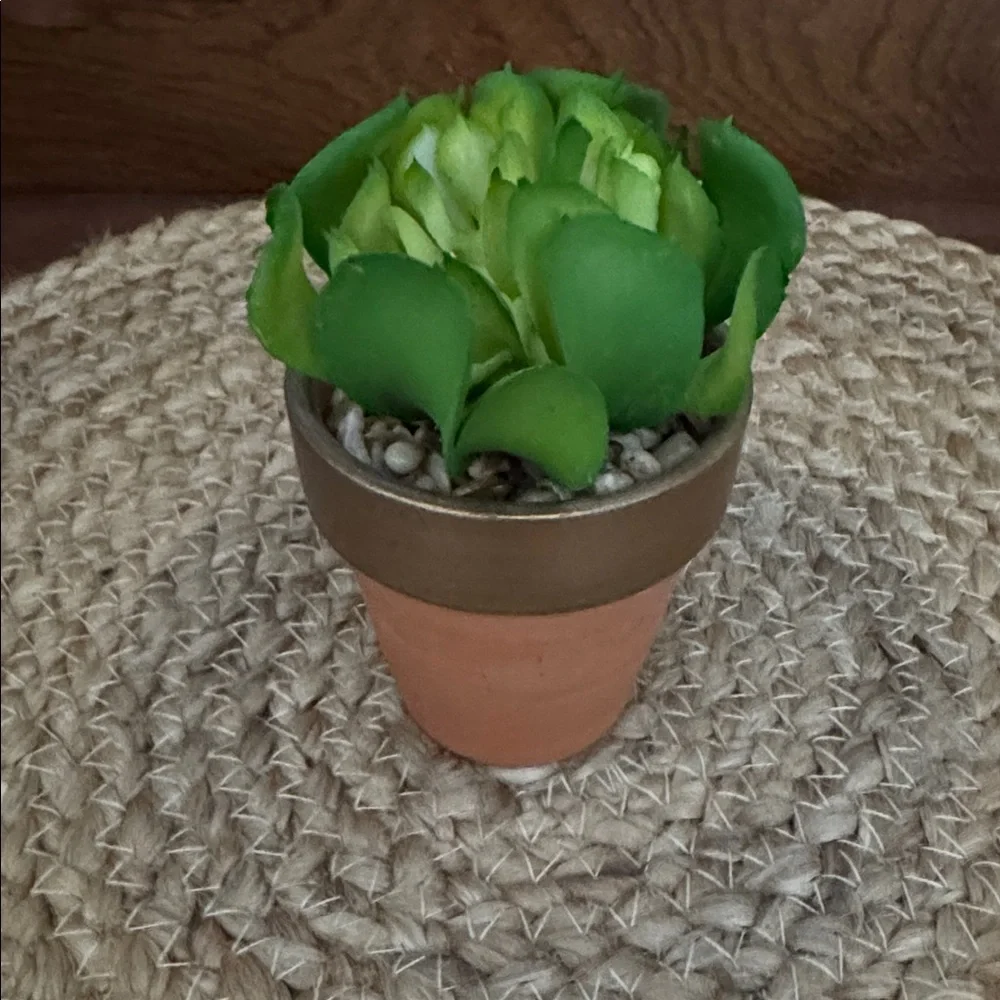 8️⃣ Assorted Succulents in Terracotta Pots